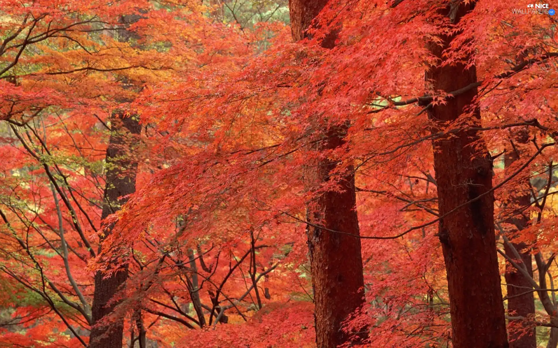 trees, viewes, autumn, color, forest