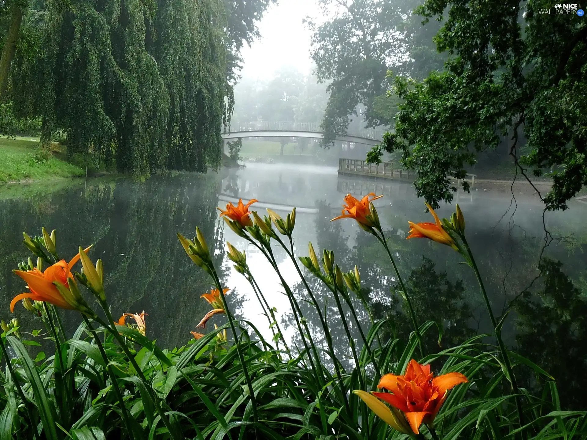 trees, viewes, lake, Flowers, Park