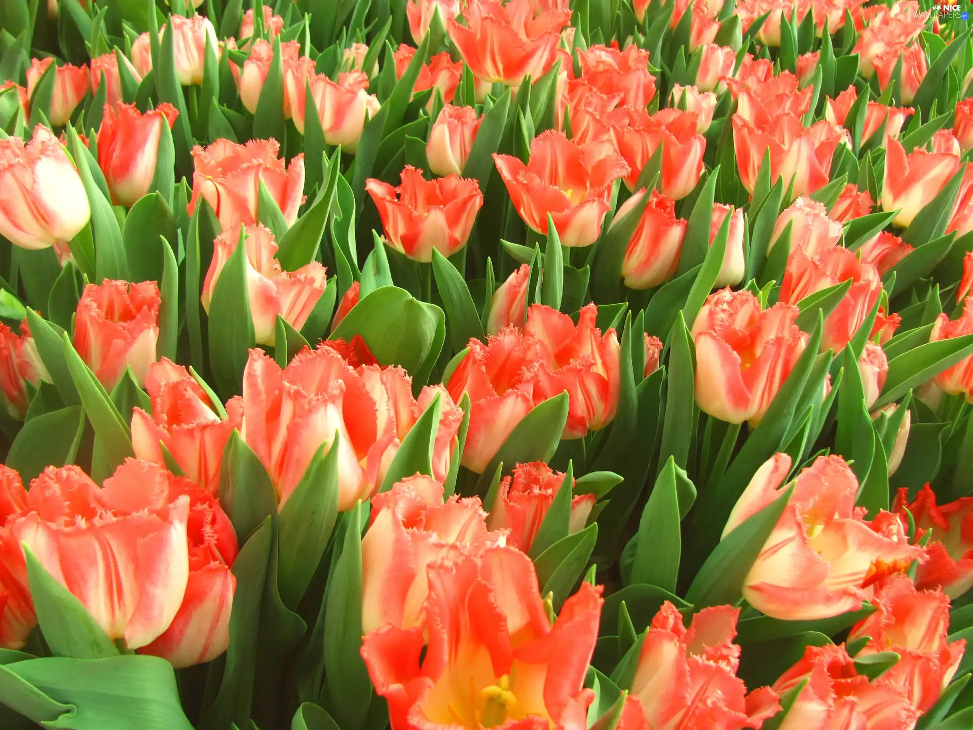 Tulips, Flowers, Red