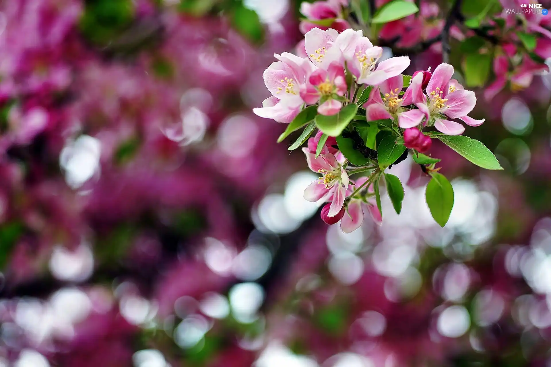 viewes, Bokeh, fruit, trees, Flowers