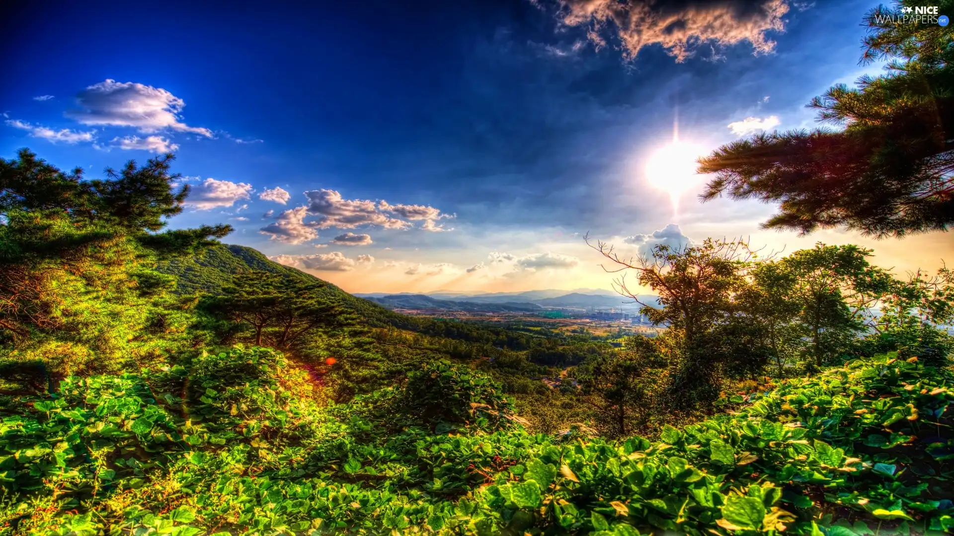 clouds, trees, viewes, sun