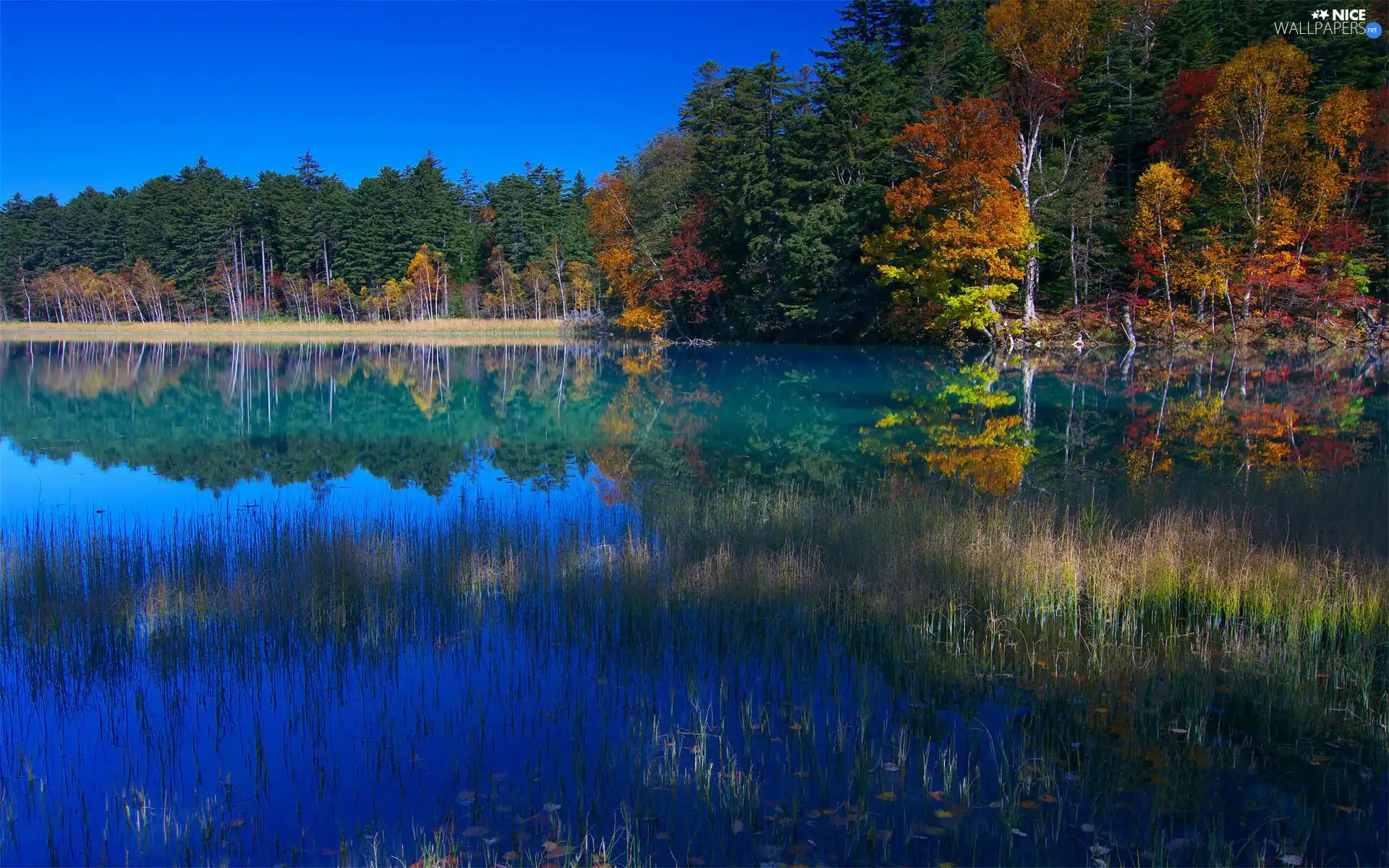 coast, trees, viewes, lakes