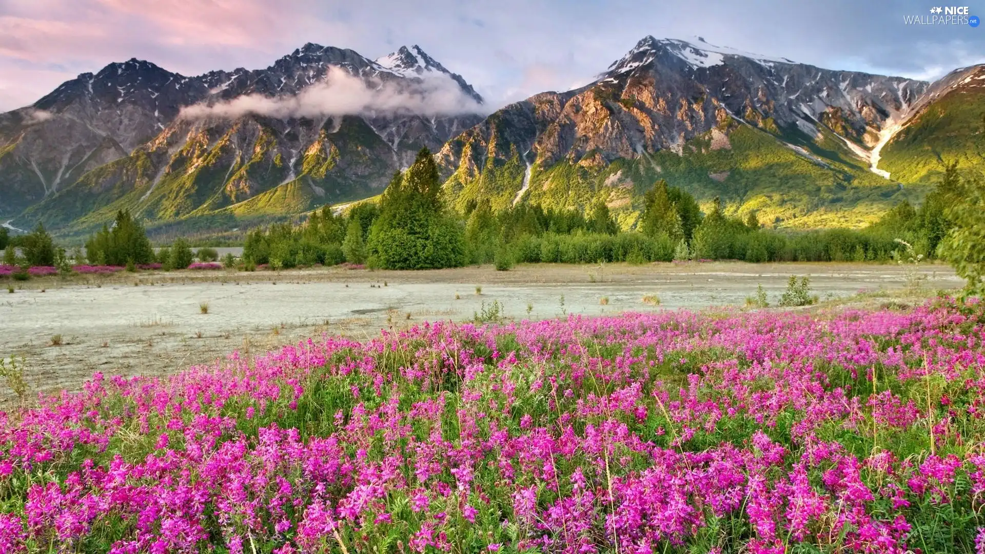 viewes, Flowers, clouds, trees, Mountains