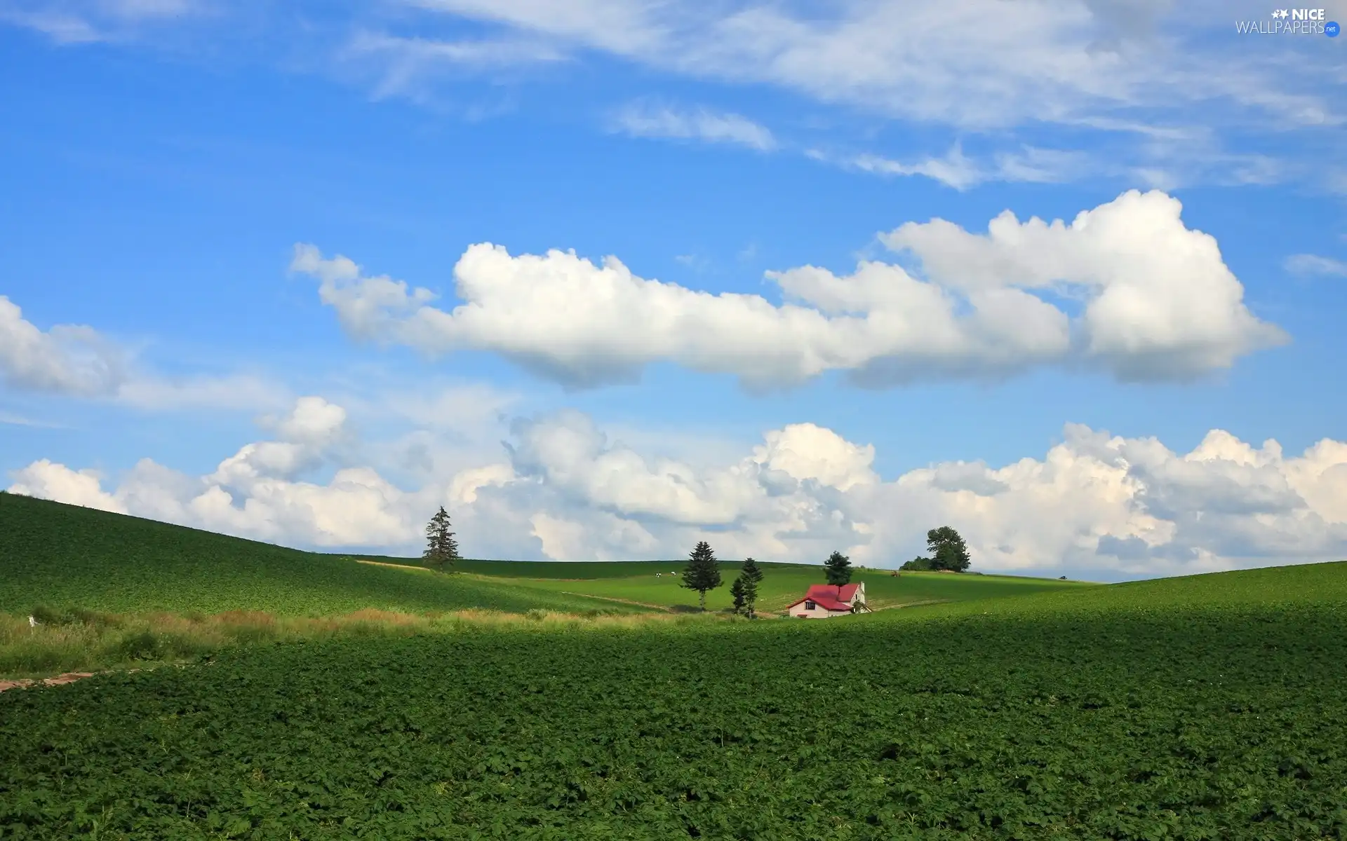 viewes, Home, Field, trees, clouds