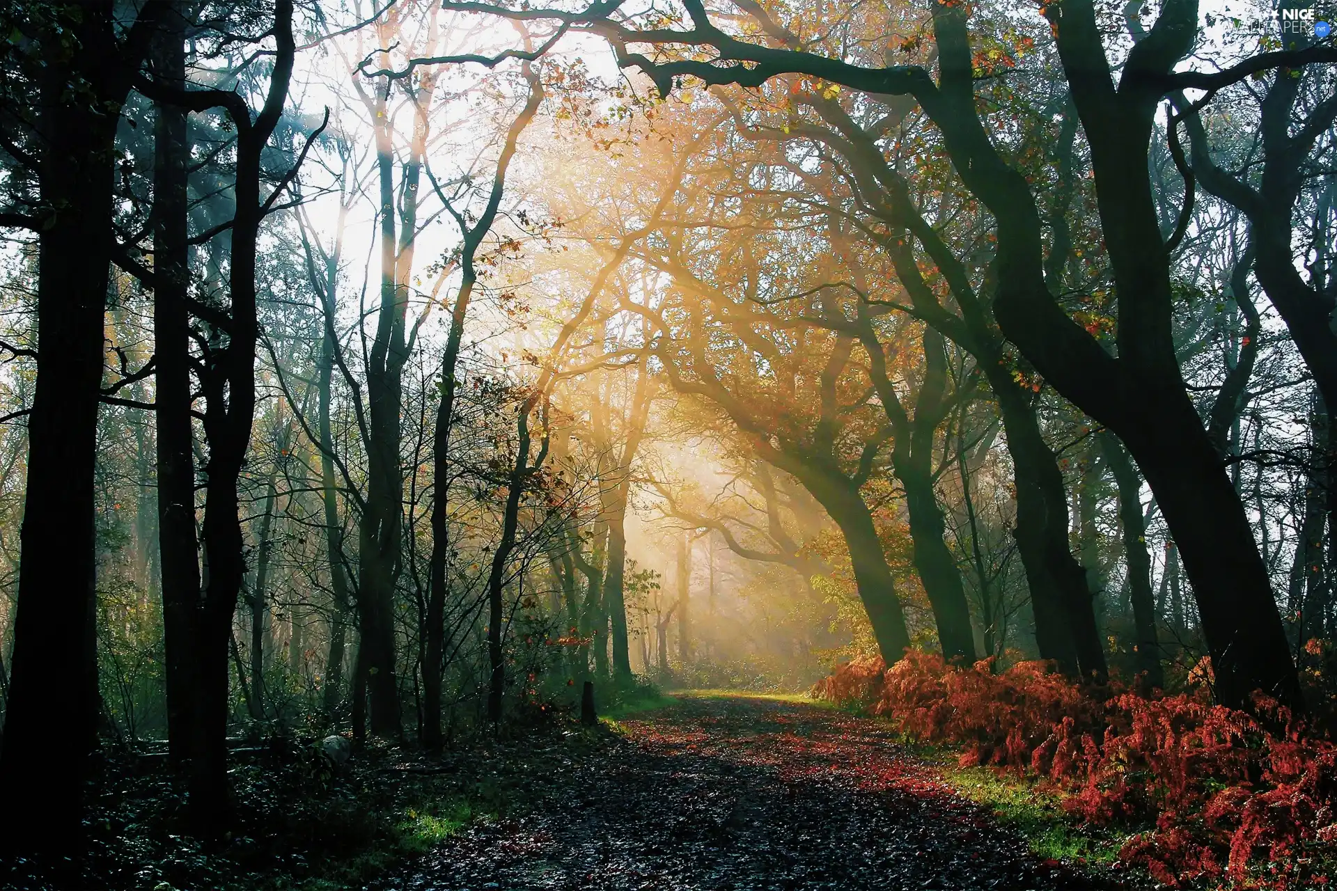 viewes, Leaf, Way, trees, forest