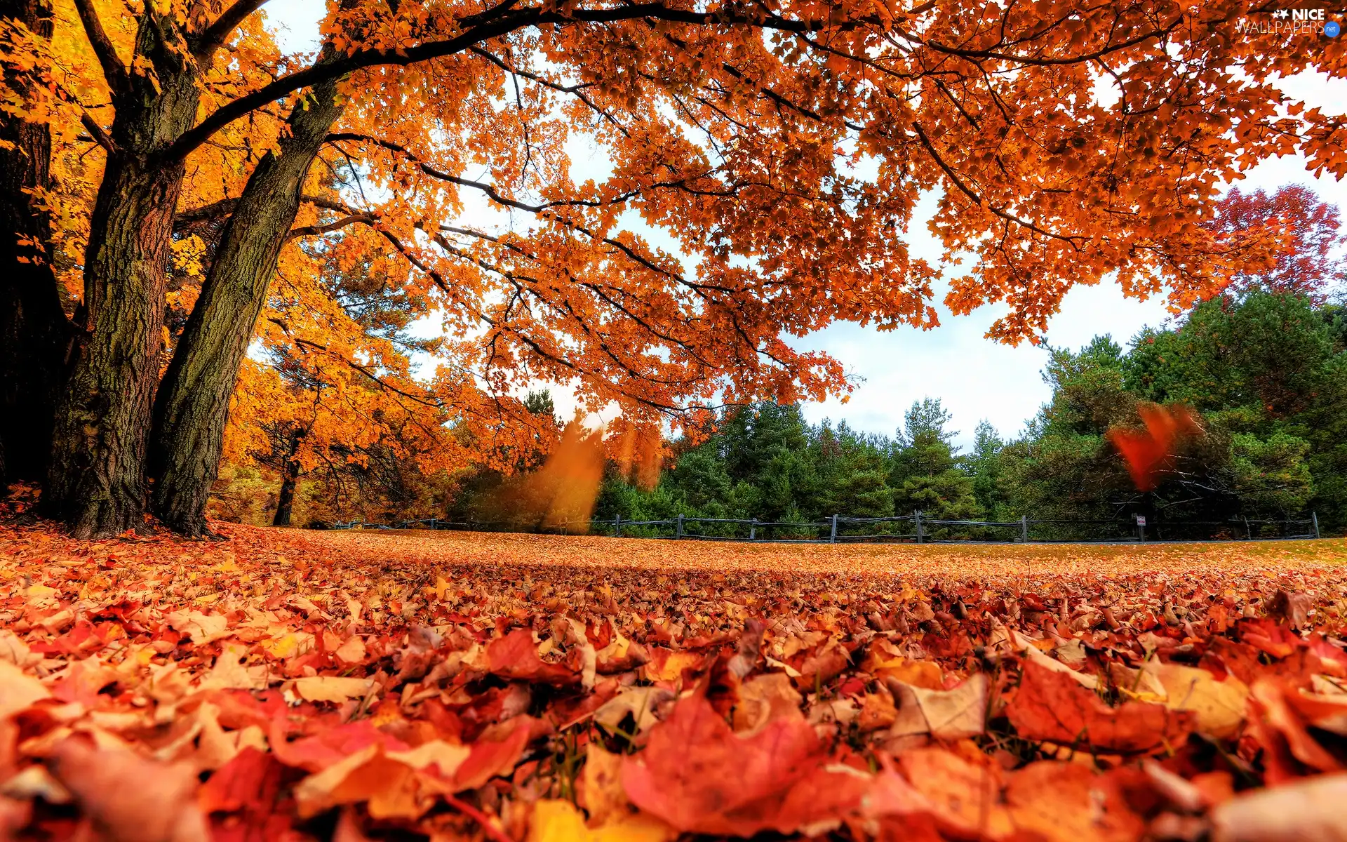 viewes, Leaf, color, trees, Park