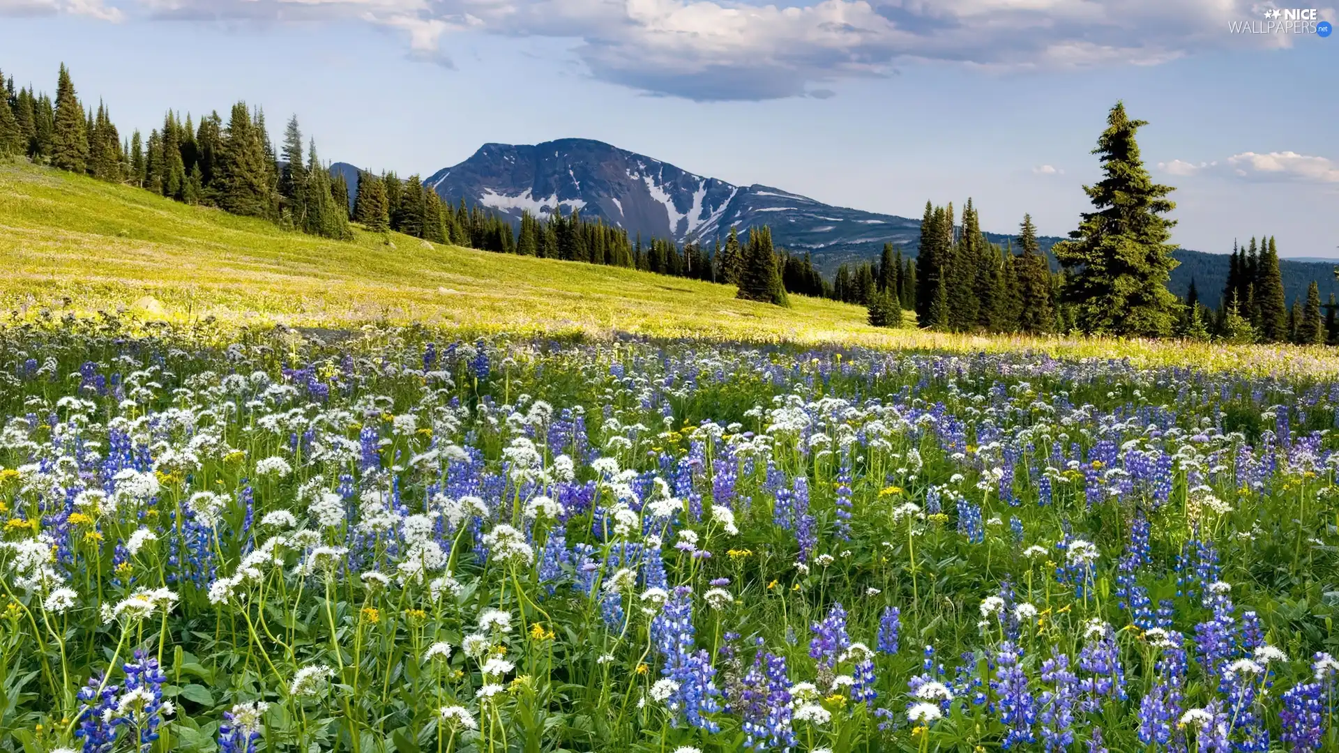 viewes, Mountains, Flowers, trees, Meadow