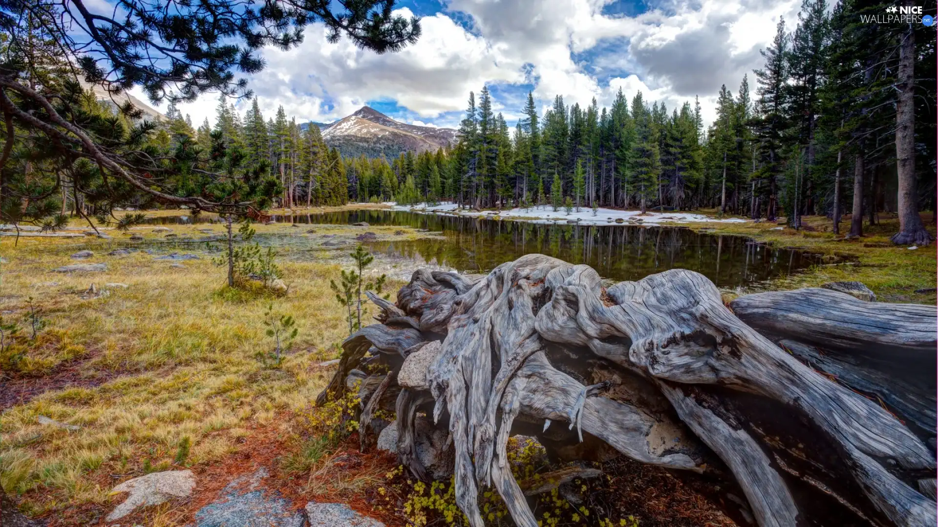 Mountains, trees, viewes, forest