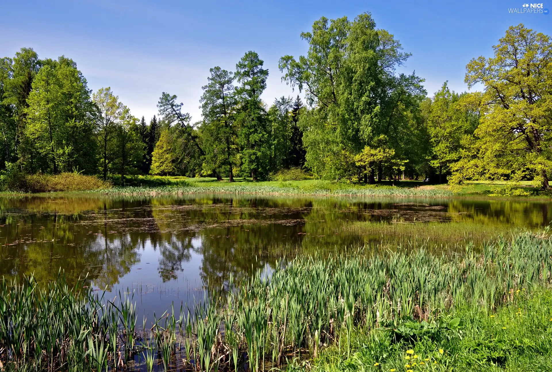 viewes, green, Pond - car, trees, Park