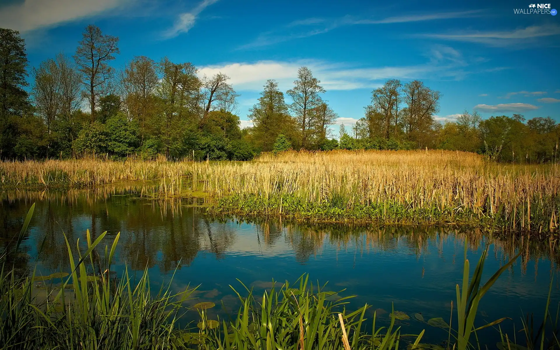 viewes, reflection, rushes, trees, lake