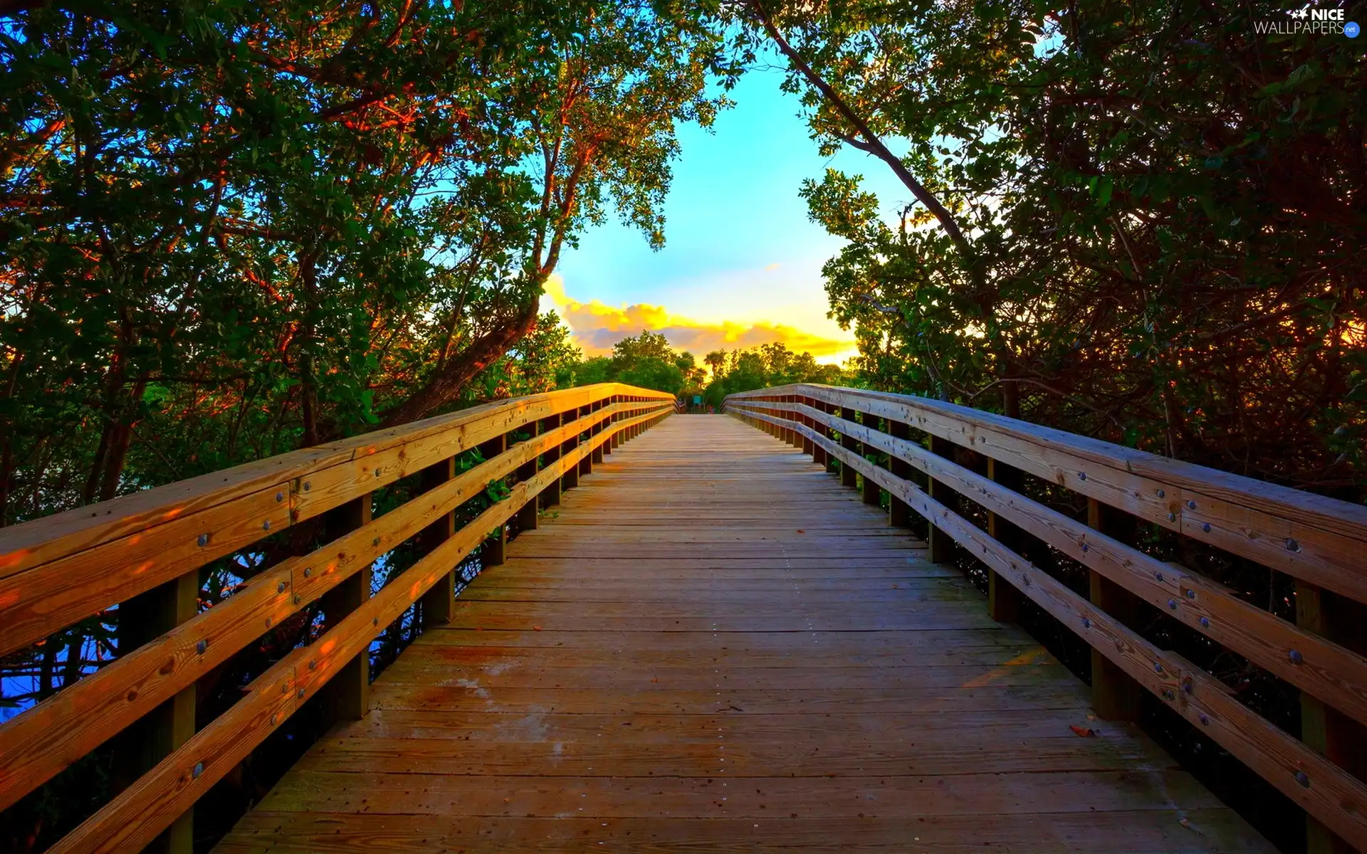 viewes, Sky, bridge, trees, wooden