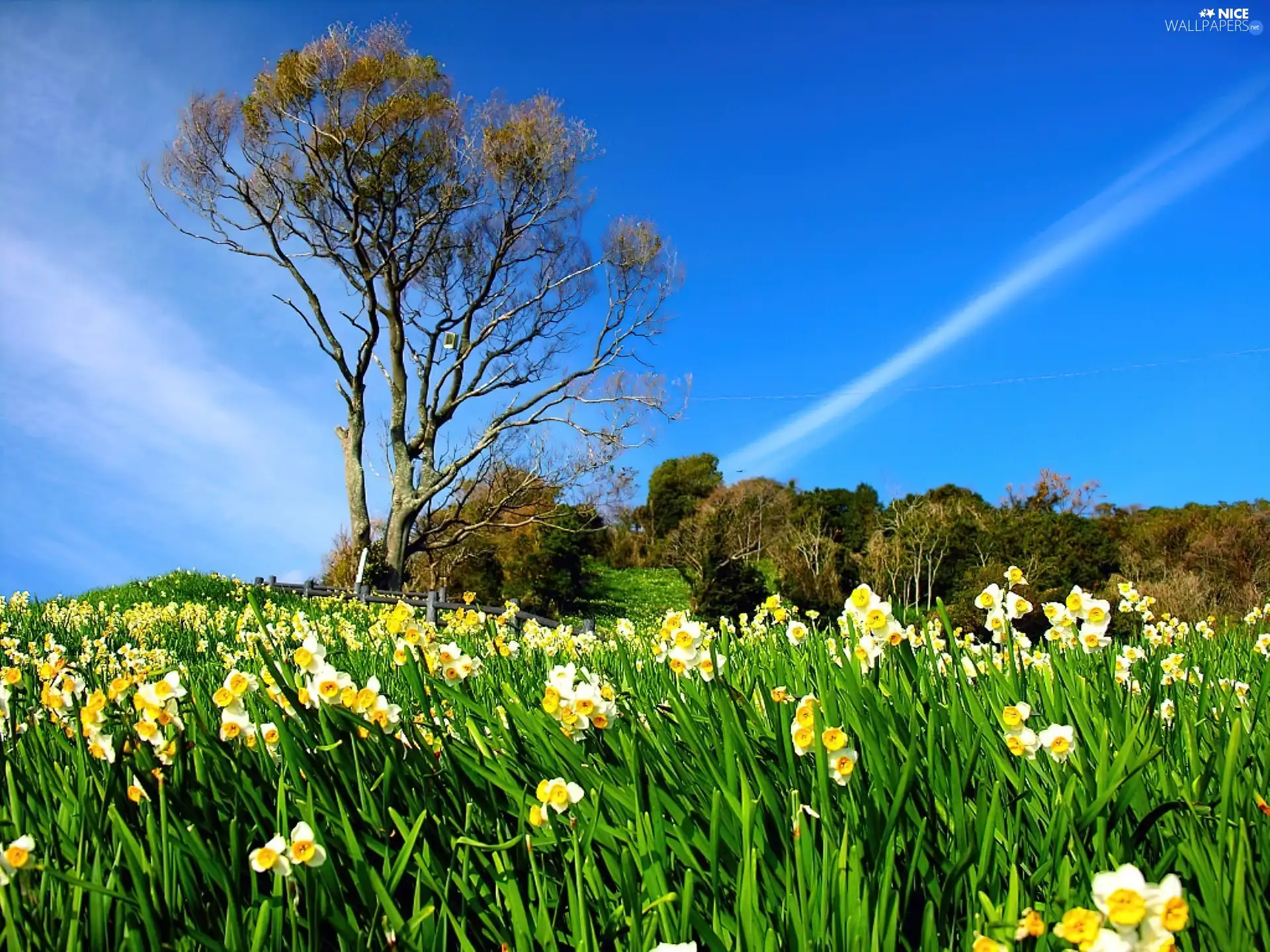 viewes, Sky, Flowers, trees, Yellow