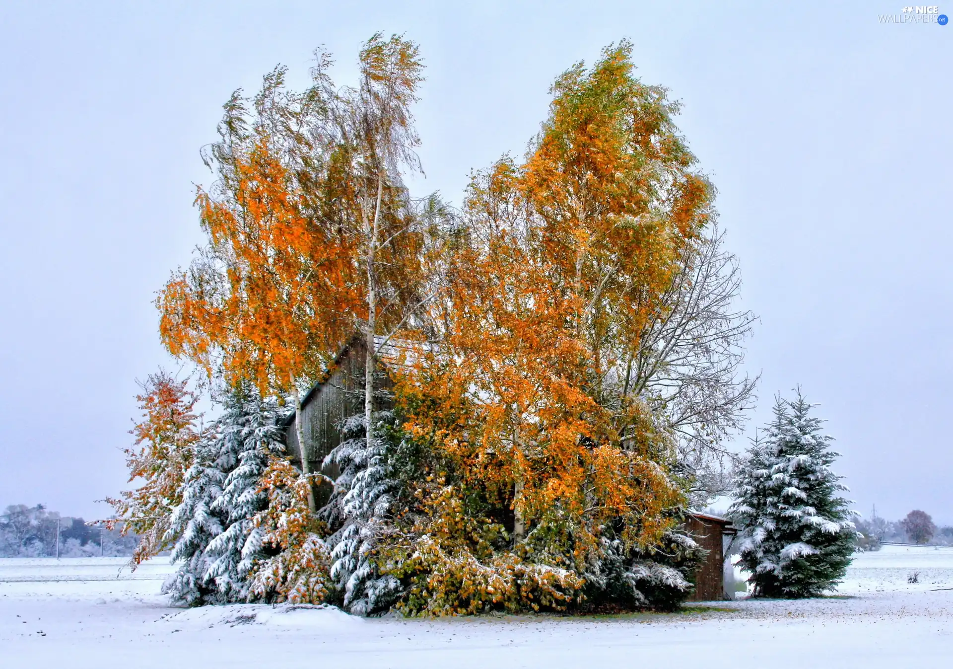 viewes, winter, Barn, trees, field