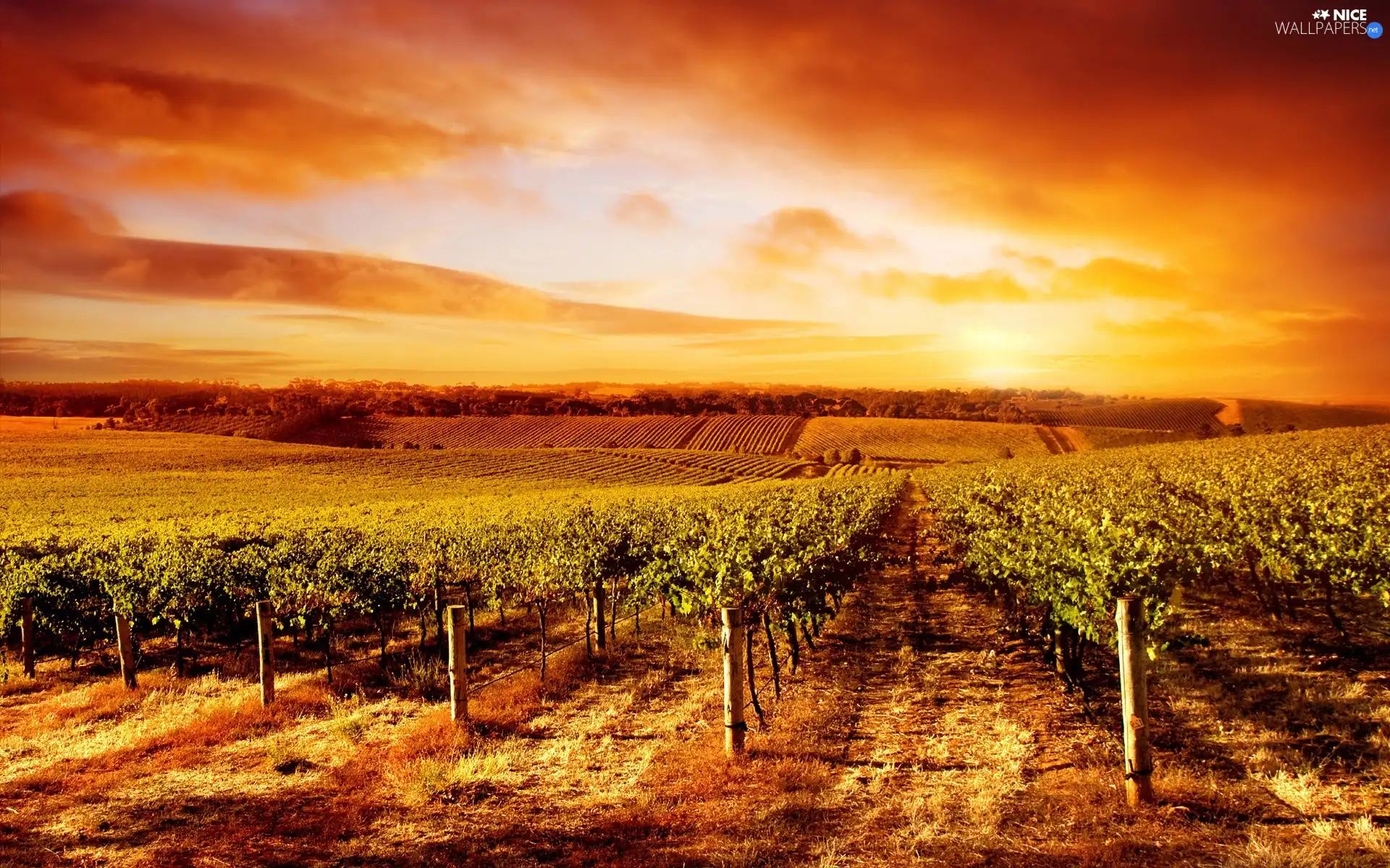 vineyard, west, sun