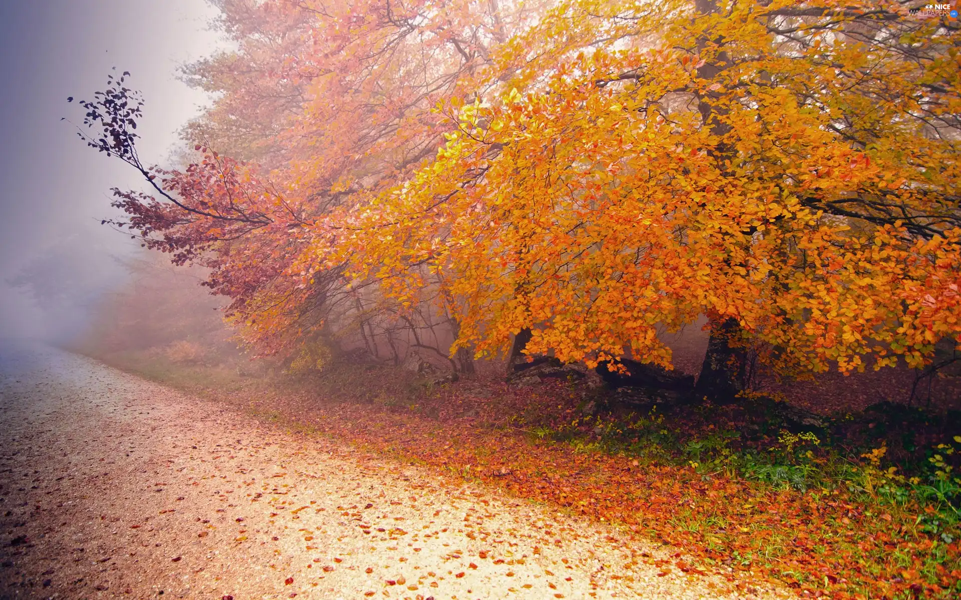 Way, autumn, forest