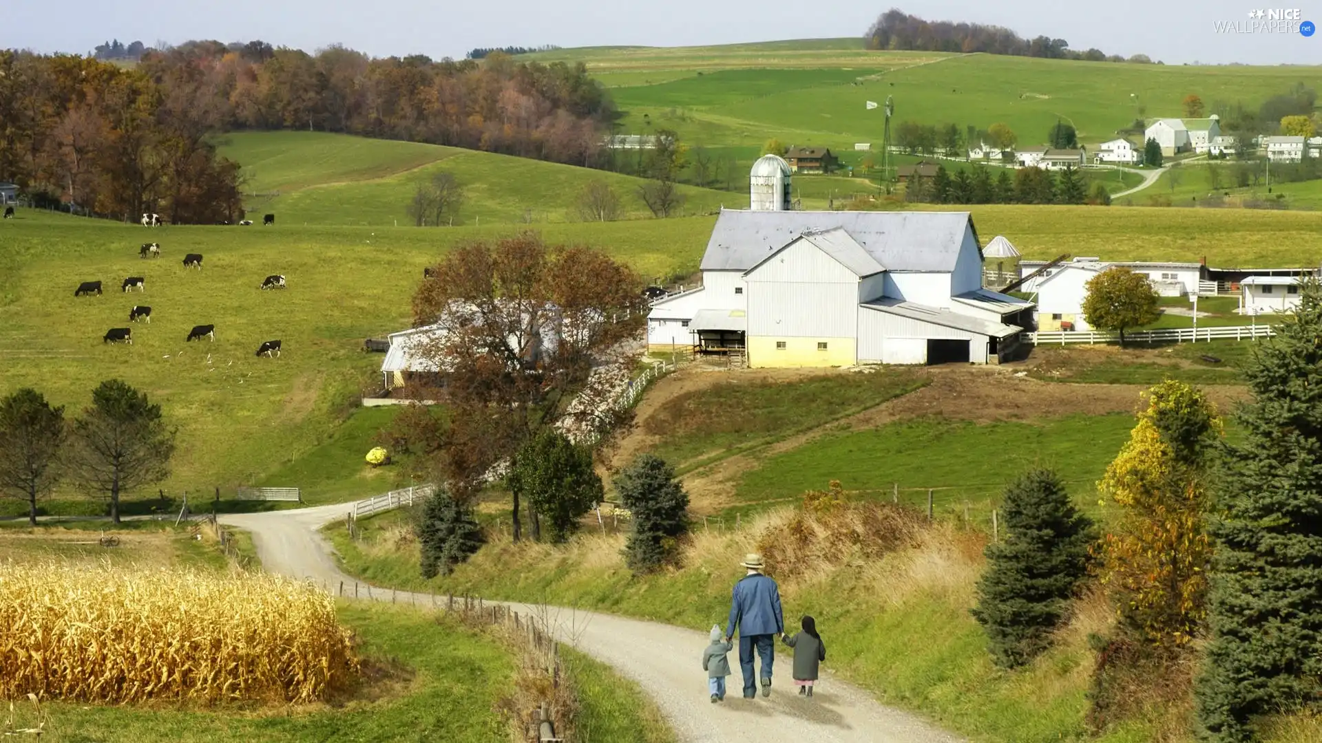 medows, Cows, Way, farm