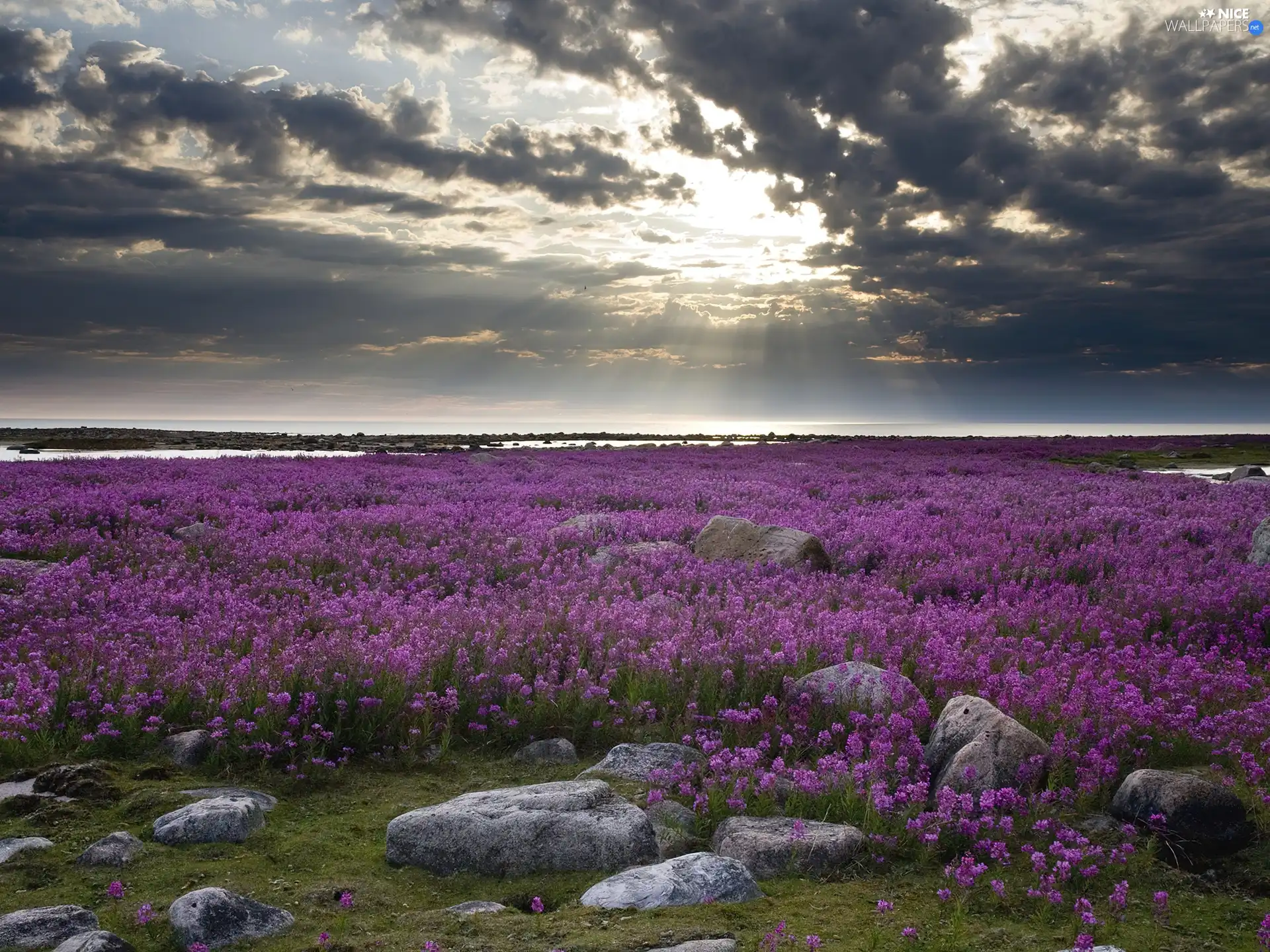 weed, Hudson Bay, flower, blazing, Fireweed