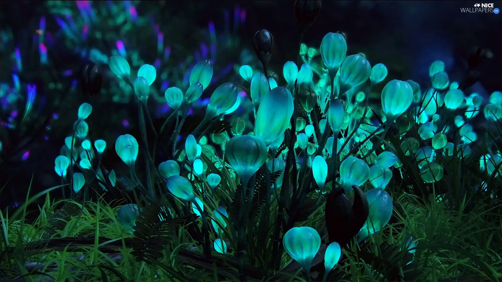 Weed, Flowers, leaves