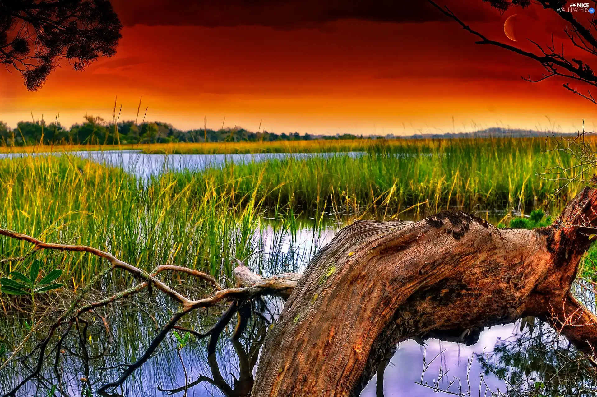 sun, lake, trees, viewes, Lod on the beach, west