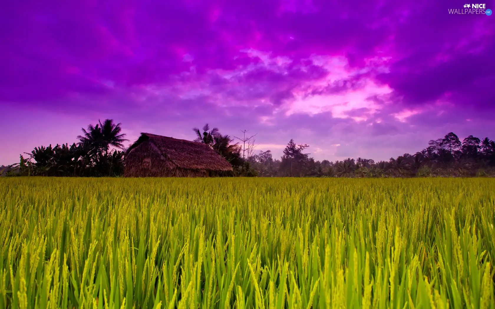 trees, field, west, sun, viewes, house