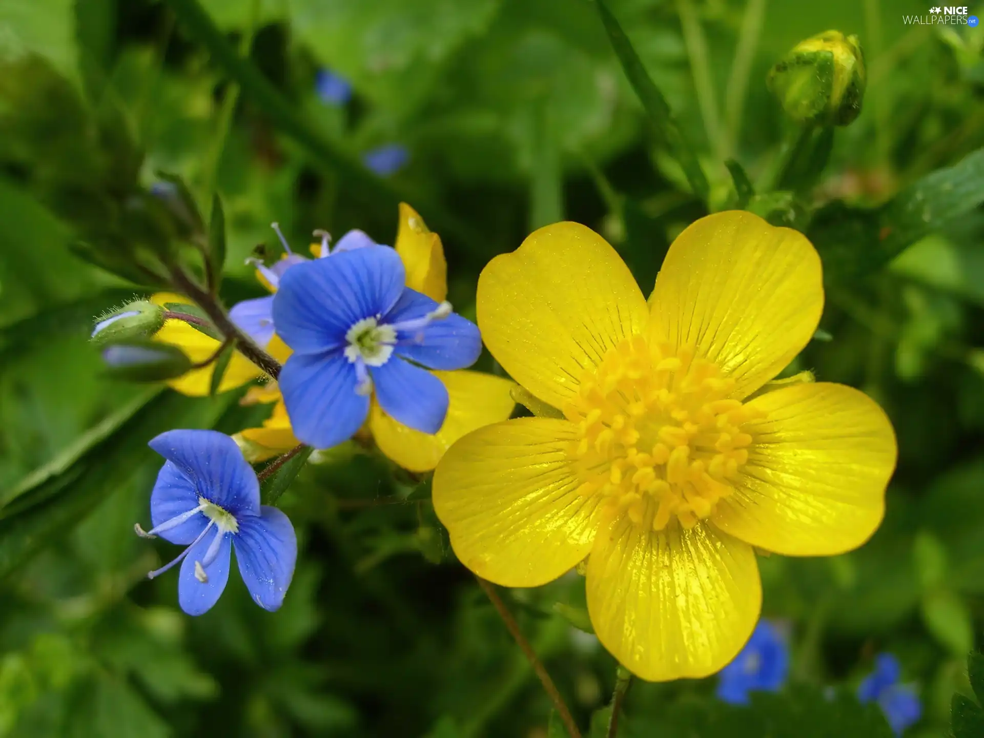 Flowers, Wildflowers