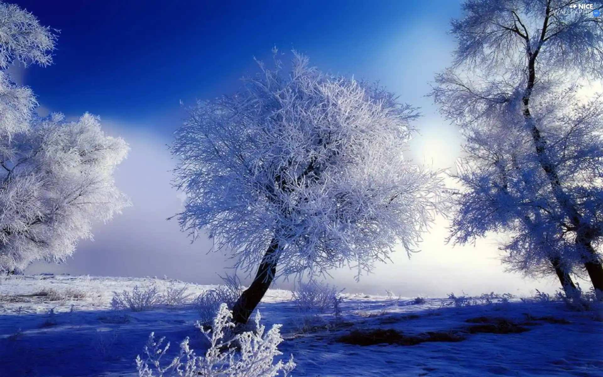 field, viewes, winter, trees