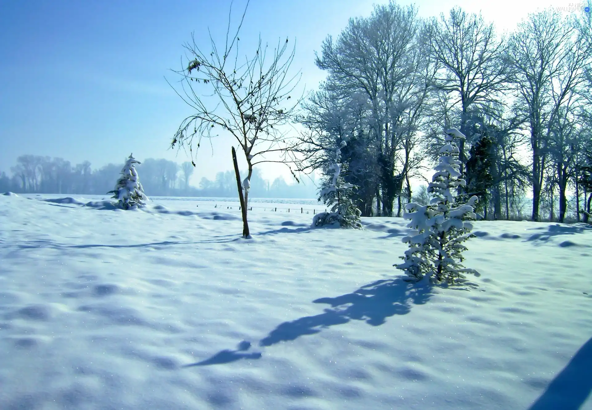 field, viewes, winter, trees