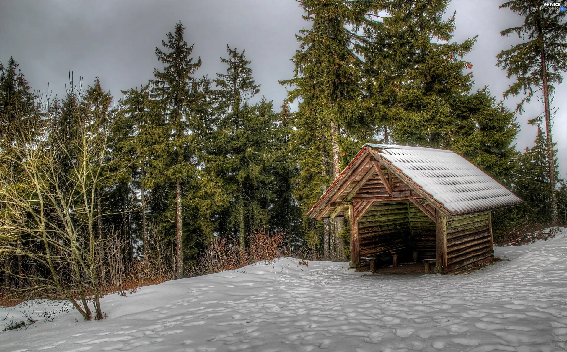 forest, snow, winter, Home