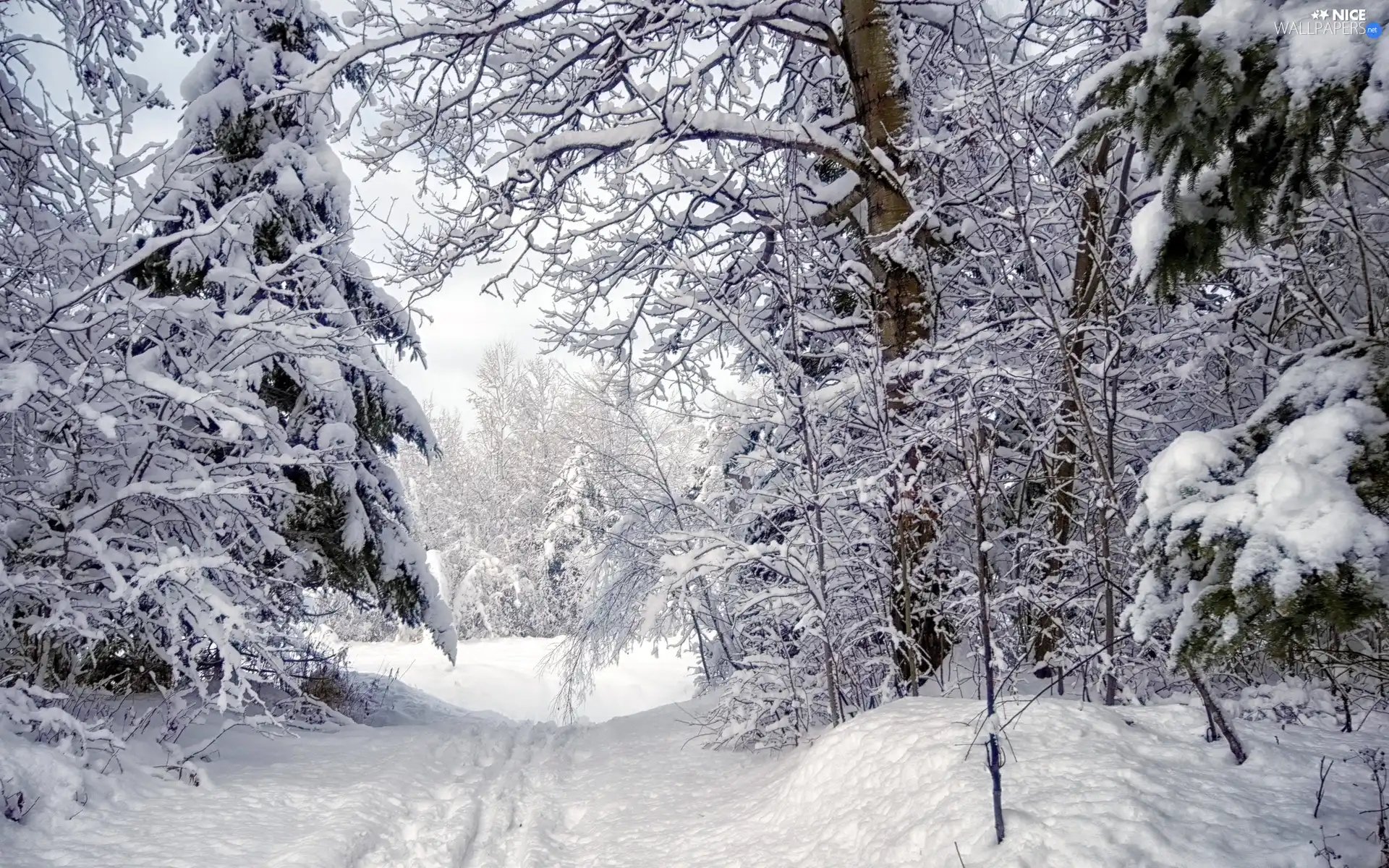 forest, traces, winter, snow