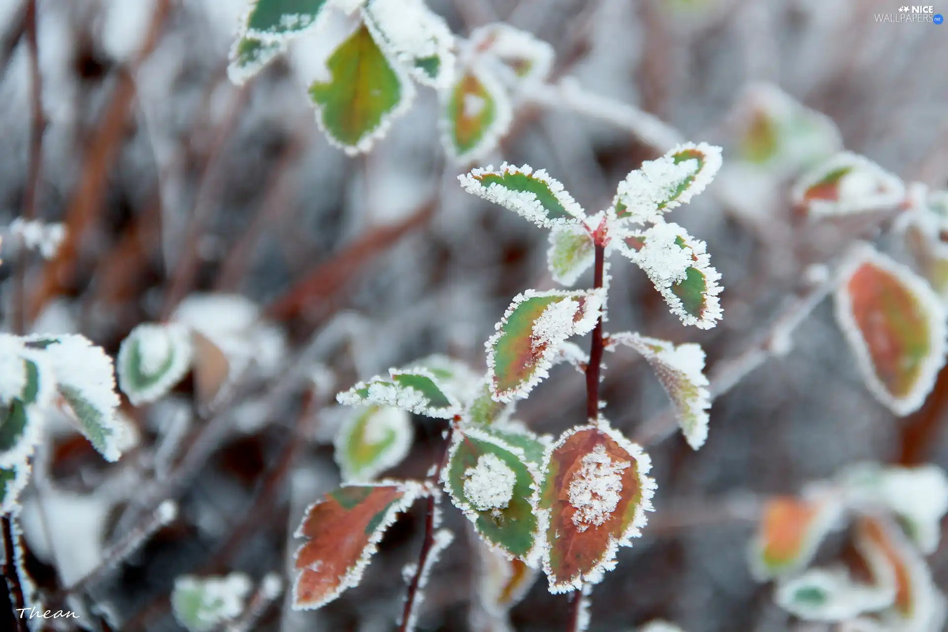 leaves, rime, winter, Frost