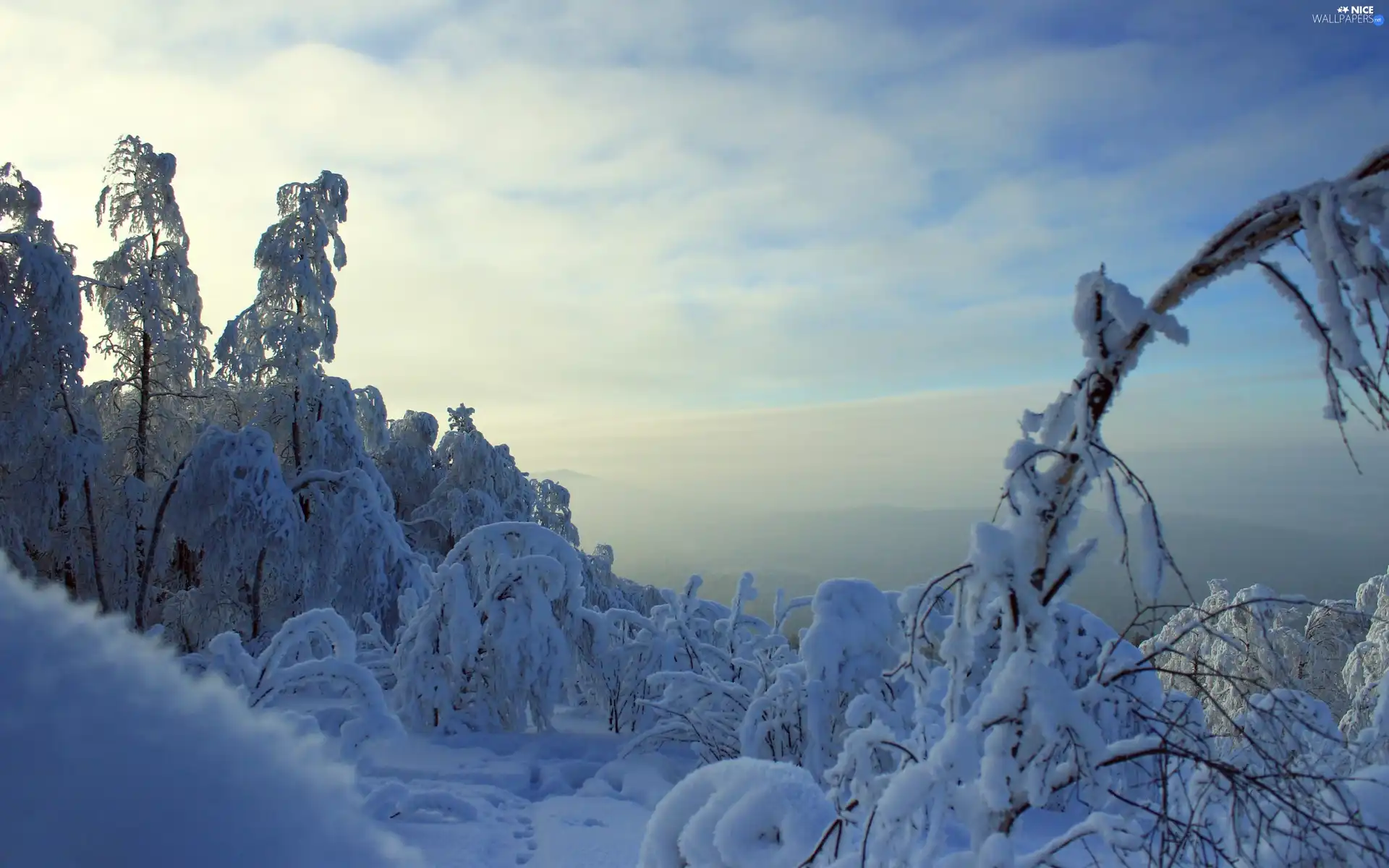 Sky, viewes, winter, trees