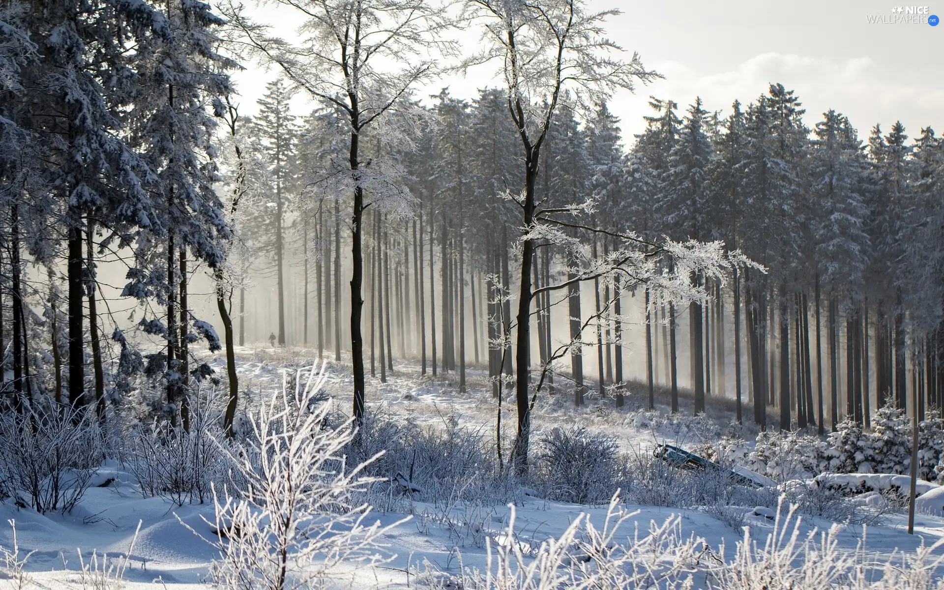 winter, forest, snow