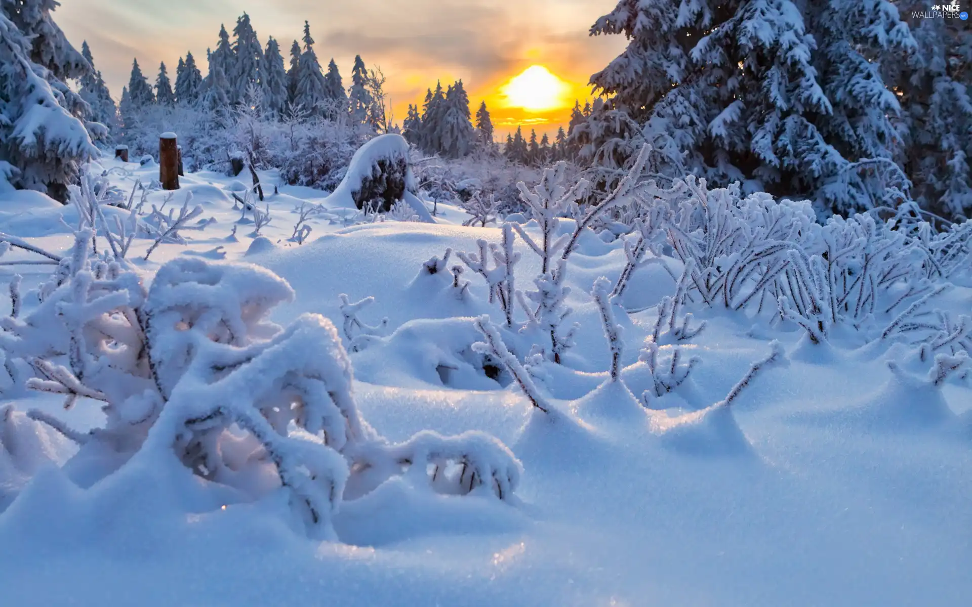 winter, snow, sun