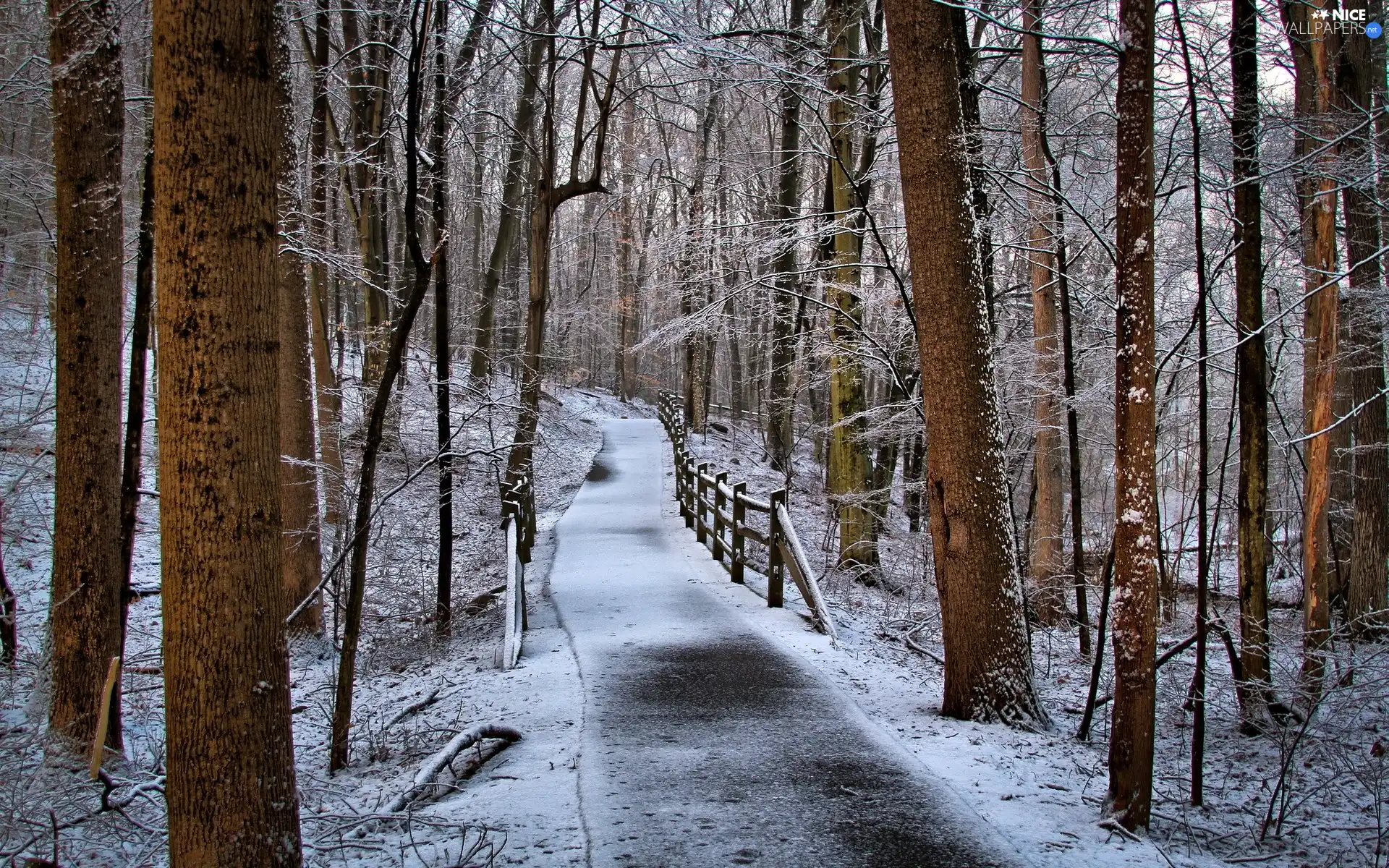 winter, forest, Way