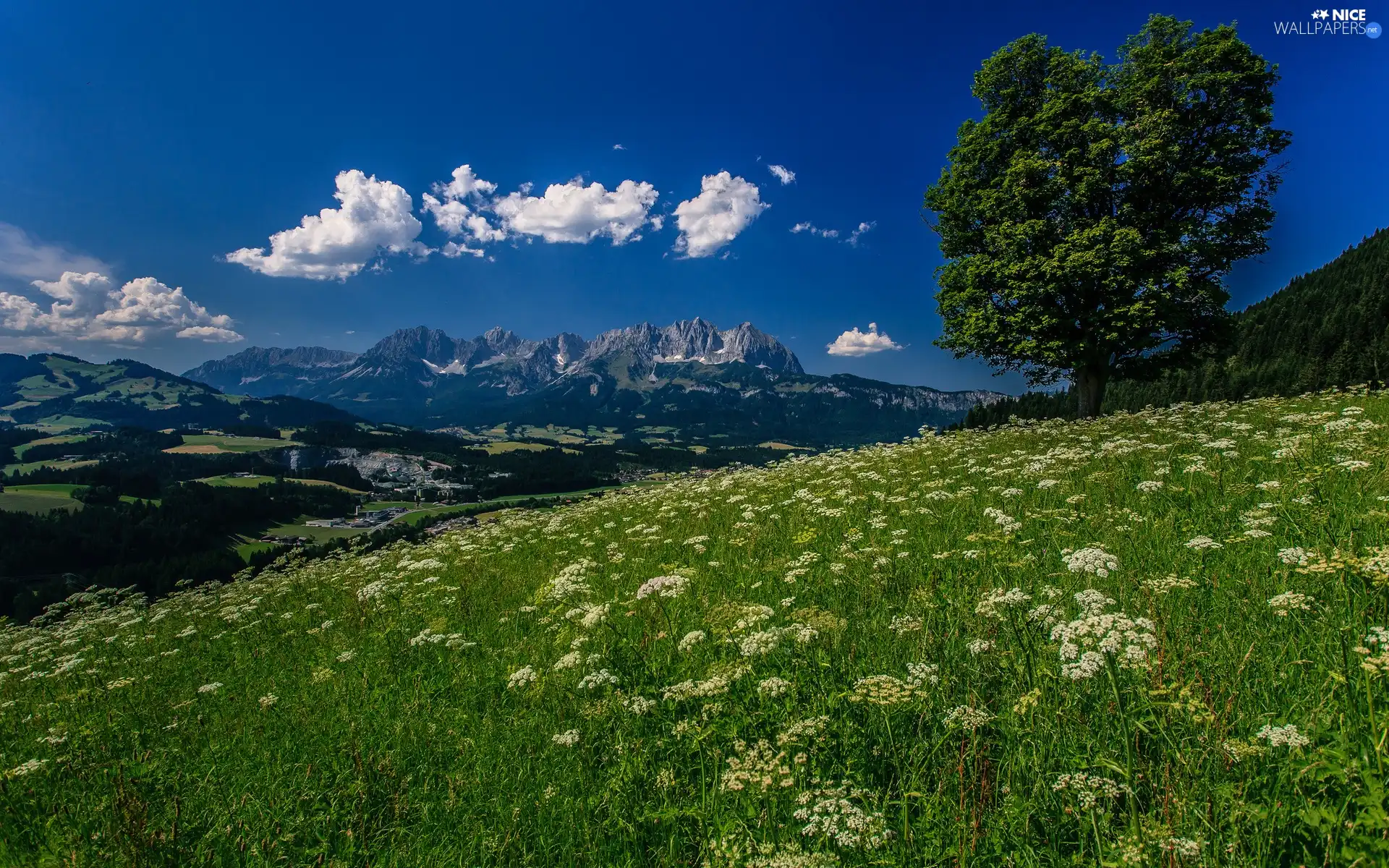 woods, Meadow, Mountains